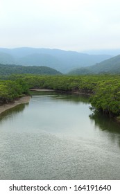 shiira-river-mangrove-iriomote-island-26