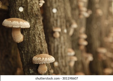 Shiitake Mushroom