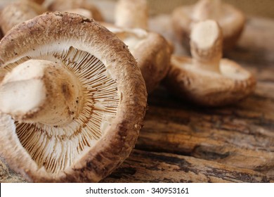 Shiitake Mushroom