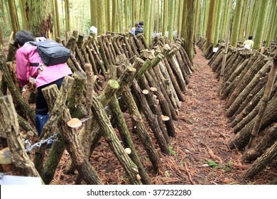 Shiitake Mushroom Cultivation