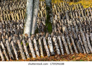 Shiitake Mushroom Farm In Field Conditions