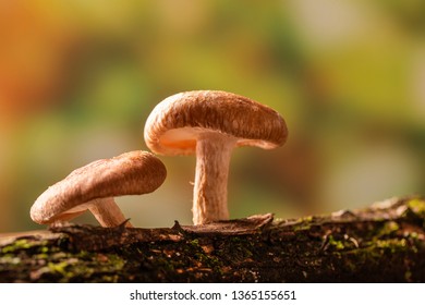 Shiitake Mushroom Growing On Tree