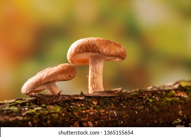 Shiitake Mushroom Growing On Tree