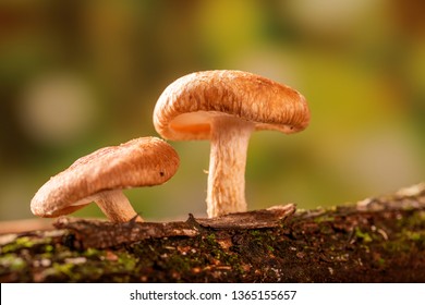 Shiitake Mushroom Growing On Tree