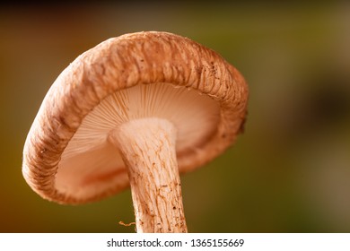 Shiitake Mushroom Growing On Tree