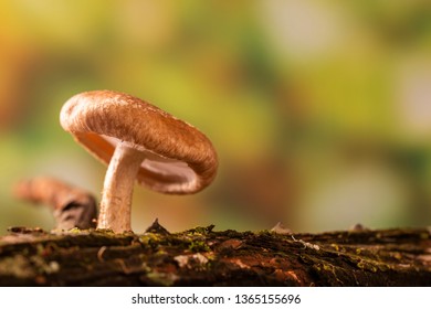 Shiitake Mushroom Growing On Tree