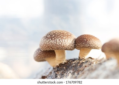 Shiitake Mushroom Growing On Trees 