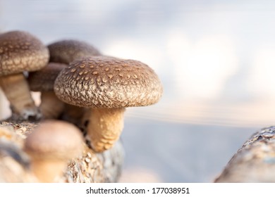 Shiitake Mushroom Growing On Trees 