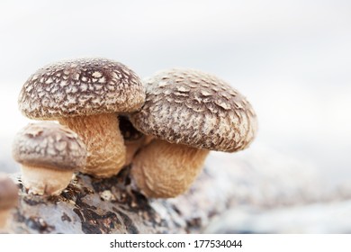 Shiitake Mushroom Growing On Trees 