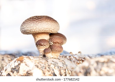 Shiitake Mushroom Growing On Trees 