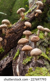 Shiitake Mushroom Growing On Trees 