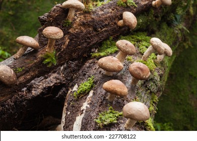 Shiitake Mushroom Growing On Trees 