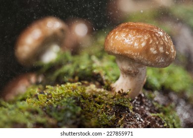 Shiitake Mushroom Growing On Trees 