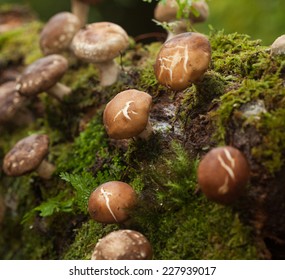 Shiitake Mushroom Growing On Trees 