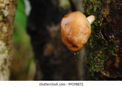 Shiitake Mushroom Growing On Trees