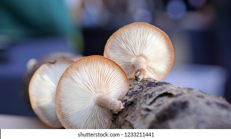 Shiitake Mushroom Growing Out Of A Log