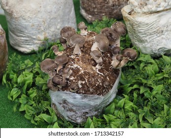 Shiitake Mushroom. Mycelium Of Edible Mushrooms For Growing On A Farm. Little Mushrooms On The Market Counter.