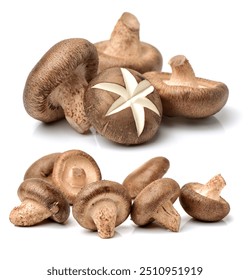 Shiitake mushroom on the White background 