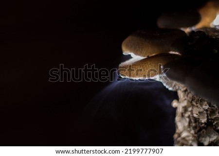Shiitake mushroom spores raining down, photographed with long exposures.