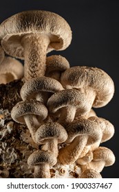 Shiitake Mushroom Under Cultivation On Bed Log At Home