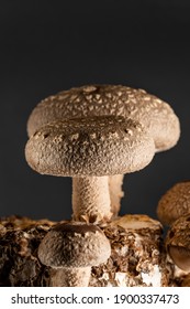 Shiitake Mushroom Under Cultivation On Bed Log At Home