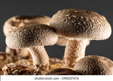 Shiitake Mushroom Under Cultivation On Bed Log At Home