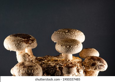 Shiitake Mushroom Under Cultivation On Bed Log At Home