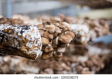 Shiitake Mushrooms Cultivated In Vertical Mushroom Farm Growing On Substrate. Shitake Is Gourmet And Medicinal Mushroom.