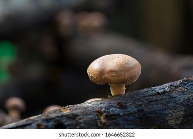 Shiitake Mushrooms Growing In Logs