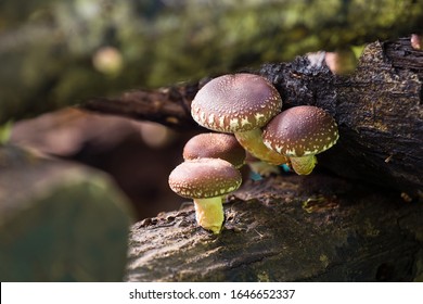 Shiitake Mushrooms Growing In Logs