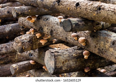 Shiitake Mushrooms Growing In Logs