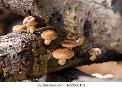 Shiitake Mushrooms Growing In Logs