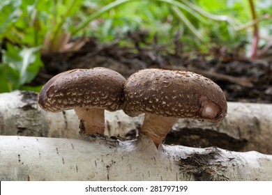 Shiitake Mushrooms Growing On Birch Trunk