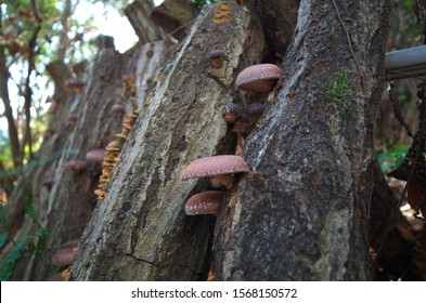 Shiitake Mushrooms Are Grown On The Log.