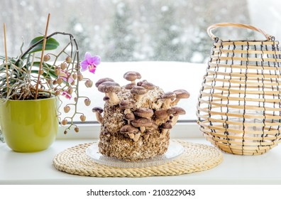 Shiitake Mushrooms, Lentinula Edodes Growing Kit In Home Kitchen On Window Sill, Fungiculture. Fun Hobby Growing Food In Home.