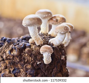 Shiitake Mushrooms In Mushroom Farm