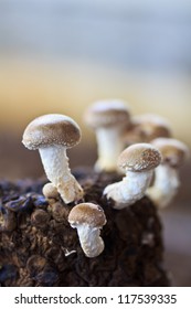 Shiitake Mushrooms In Mushroom Farm