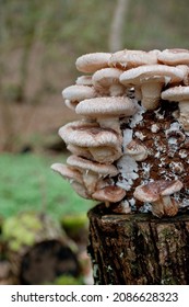 Shiitake Pilz, Shii-Take, (Lentinus Edodes) Cultivated Mushrooms