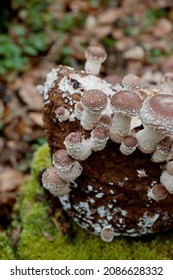 Shiitake Pilz, Shii-Take, (Lentinus Edodes) Cultivated Mushrooms