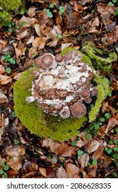 Shiitake Pilz, Shii-Take, (Lentinus Edodes) Cultivated Mushrooms