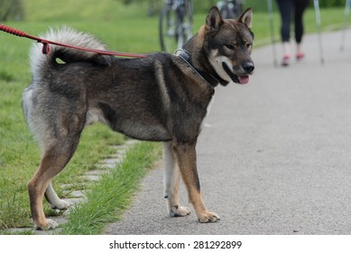 四国犬 High Res Stock Images Shutterstock