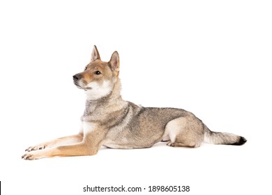 四国犬 High Res Stock Images Shutterstock