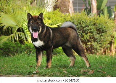 四国犬 Images Stock Photos Vectors Shutterstock