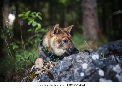 Shikoku Inu Sitting In The Nature. Dog In The Forest. Puppy With A Harness