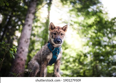 Shikoku Inu Sitting In The Nature. Dog In The Forest. Puppy With A Harness