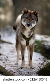 Shikoku Inu Standing In The Nature Of Austria