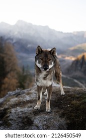 Shikoku Inu Standing In The Nature Of Austria