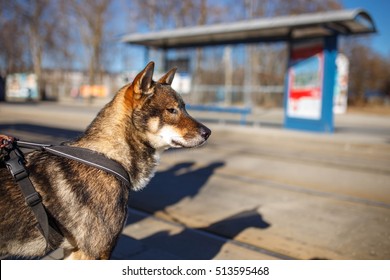 A Shikoku Ken Dog At The Tram Station