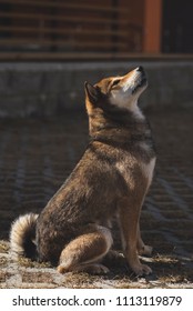 Shikoku Shiba Inu Very Beautyful