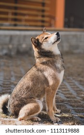 Shikoku Shiba Inu Very Beautyful